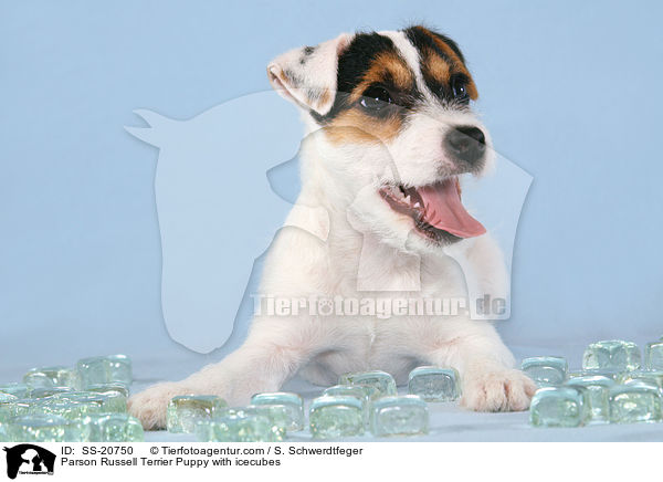 Parson Russell Terrier Welpe mit Eiswrfeln / Parson Russell Terrier Puppy with icecubes / SS-20750