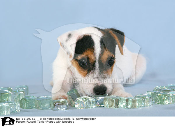 Parson Russell Terrier Welpe mit Eiswrfeln / Parson Russell Terrier Puppy with icecubes / SS-20752