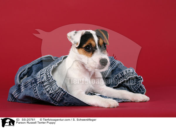 liegender Parson Russell Terrier Welpe / Parson Russell Terrier Puppy / SS-20761