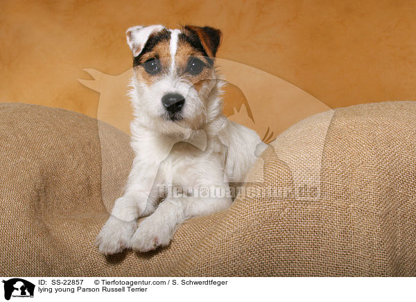 junger Parson Russell Terrier / young Parson Russell Terrier / SS-22857
