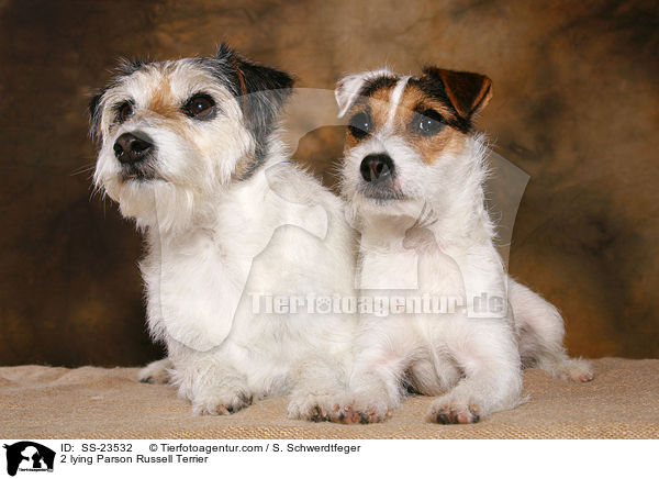 2 Parson Russell Terrier / 2 Parson Russell Terrier / SS-23532