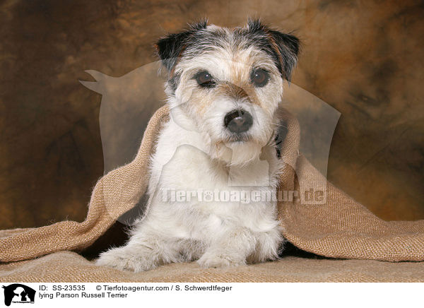 liegender Parson Russell Terrier / lying Parson Russell Terrier / SS-23535