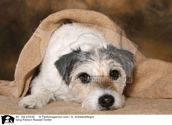 liegender Parson Russell Terrier / lying Parson Russell Terrier / SS-23536
