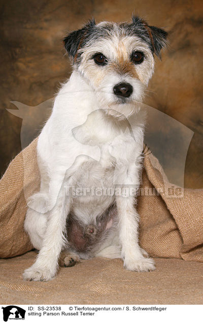 sitzender Parson Russell Terrier / sitting Parson Russell Terrier / SS-23538