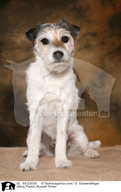 sitzender Parson Russell Terrier / sitting Parson Russell Terrier / SS-23539