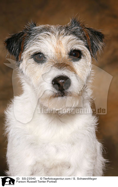 Parson Russell Terrier Portrait / Parson Russell Terrier Portrait / SS-23540