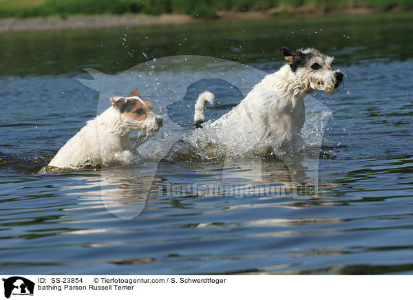 badende Parson Russell Terrier / bathing Parson Russell Terrier / SS-23854