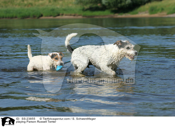 spielende Parson Russell Terrier / playing Parson Russell Terrier / SS-23855