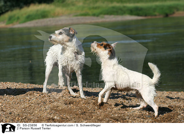 2 Parson Russell Terrier / 2 Parson Russell Terrier / SS-23856