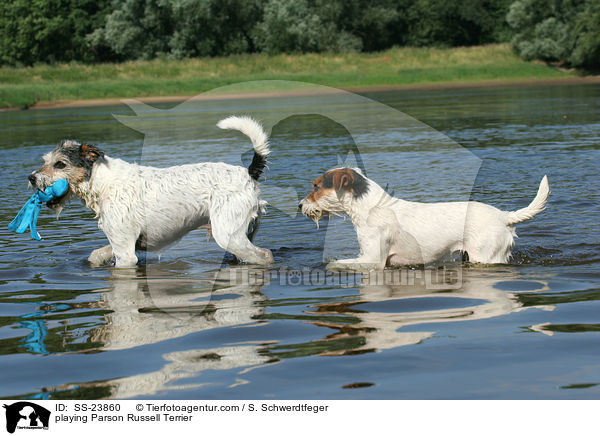 spielende Parson Russell Terrier / playing Parson Russell Terrier / SS-23860