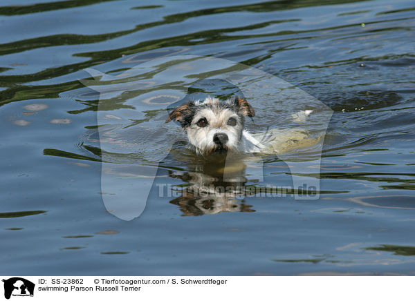 schwimmender Parson Russell Terrier / swimming Parson Russell Terrier / SS-23862