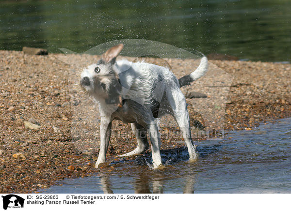 Parson Russell Terrier schttelt sich / shaking Parson Russell Terrier / SS-23863