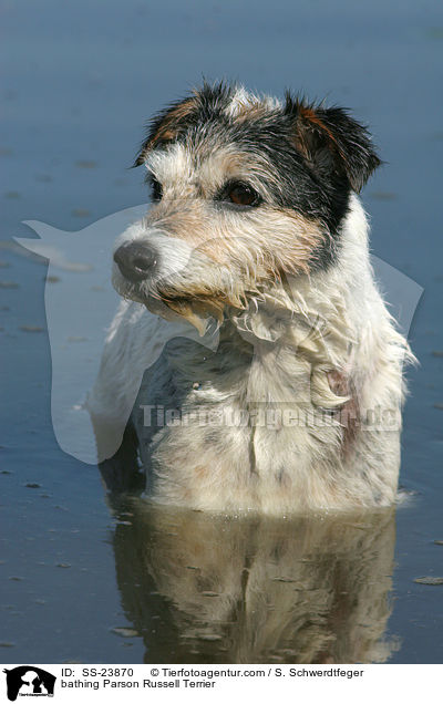 badender Parson Russell Terrier / bathing Parson Russell Terrier / SS-23870