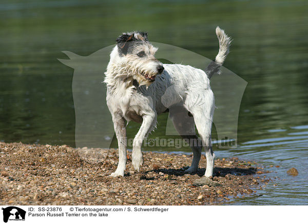 Parson Russell Terrier am Wasser / Parson Russell Terrier on the lake / SS-23876