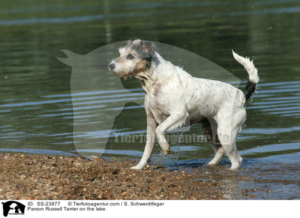 Parson Russell Terrier am Wasser / Parson Russell Terrier on the lake / SS-23877