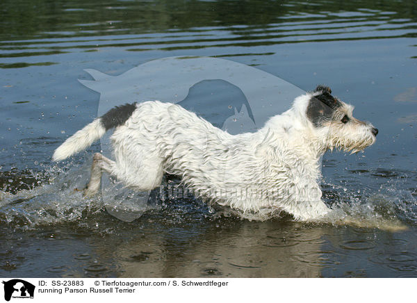 rennender Parson Russell Terrier / running Parson Russell Terrier / SS-23883