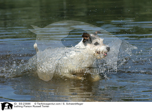 badender Parson Russell Terrier / bathing Parson Russell Terrier / SS-23886