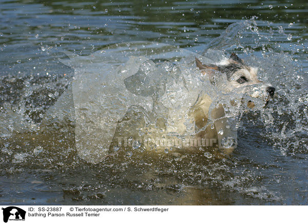 badender Parson Russell Terrier / bathing Parson Russell Terrier / SS-23887