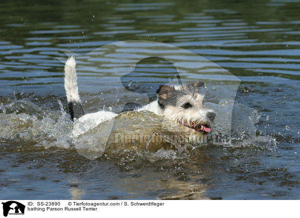 badender Parson Russell Terrier / bathing Parson Russell Terrier / SS-23890