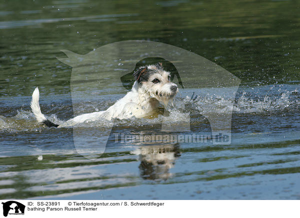 badender Parson Russell Terrier / bathing Parson Russell Terrier / SS-23891