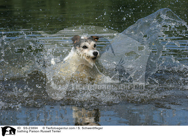badender Parson Russell Terrier / bathing Parson Russell Terrier / SS-23894