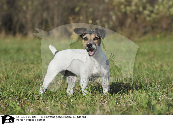 Parson Russell Terrier / Parson Russell Terrier / SST-09198