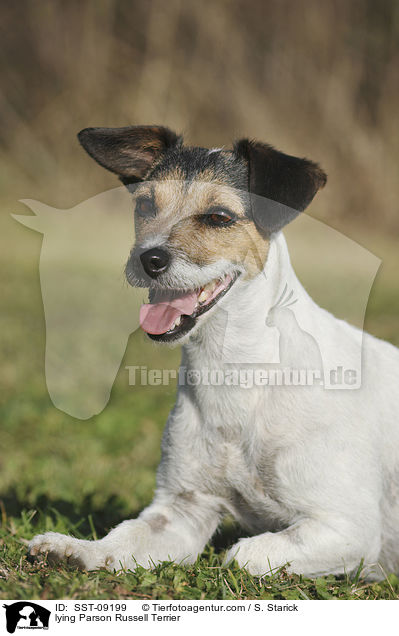 liegender Parson Russell Terrier / lying Parson Russell Terrier / SST-09199