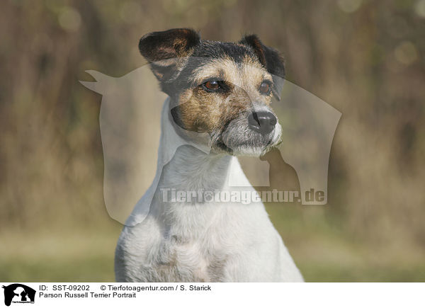 Parson Russell Terrier Portrait / Parson Russell Terrier Portrait / SST-09202