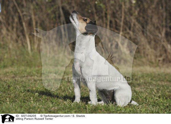 sitzender Parson Russell Terrier / sitting Parson Russell Terrier / SST-09205