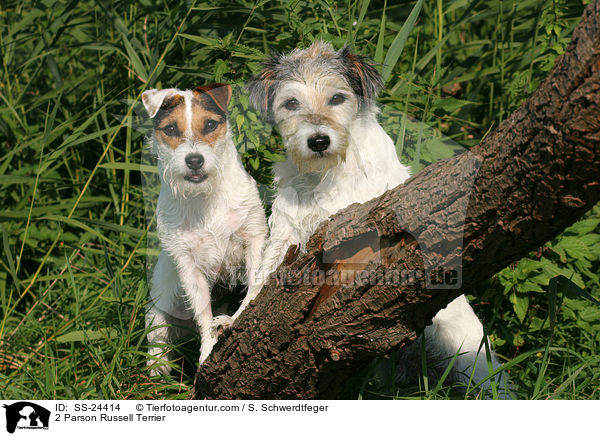 2 Parson Russell Terrier / 2 Parson Russell Terrier / SS-24414