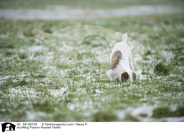 schnuppernder Parson Russell Terrier / snuffling Parson Russell Terrier / AP-09739