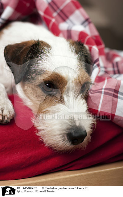 liegender Parson Russell Terrier / lying Parson Russell Terrier / AP-09783