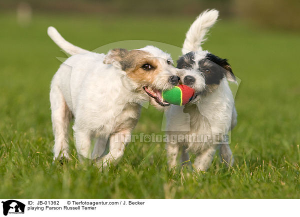 spielender Parson Russell Terrier / playing Parson Russell Terrier / JB-01362