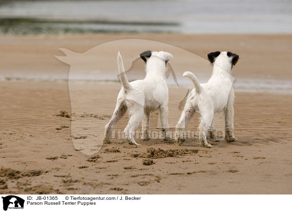 Parson Russell Terrier Welpen / Parson Russell Terrier Puppies / JB-01365