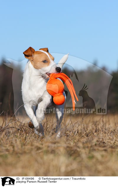 spielender Parson Russell Terrier / playing Parson Russell Terrier / IF-08496