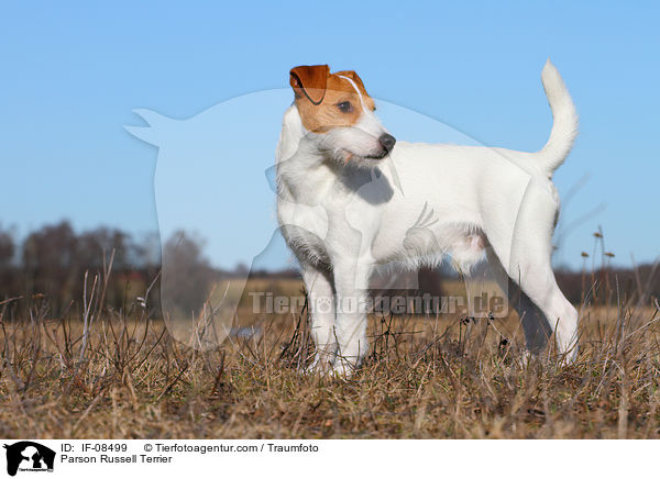 Parson Russell Terrier / Parson Russell Terrier / IF-08499