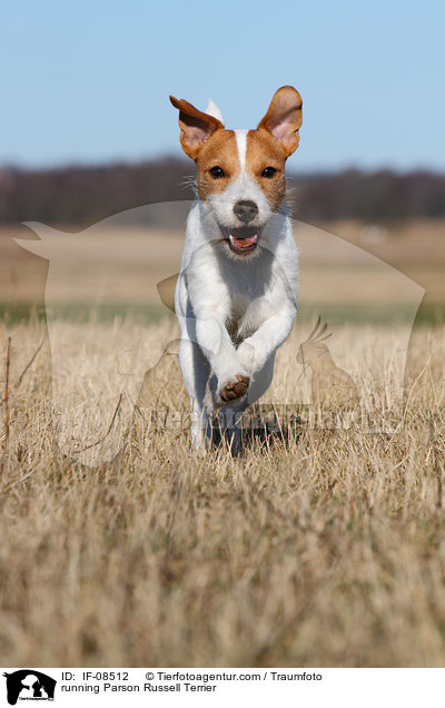 rennender Parson Russell Terrier / running Parson Russell Terrier / IF-08512