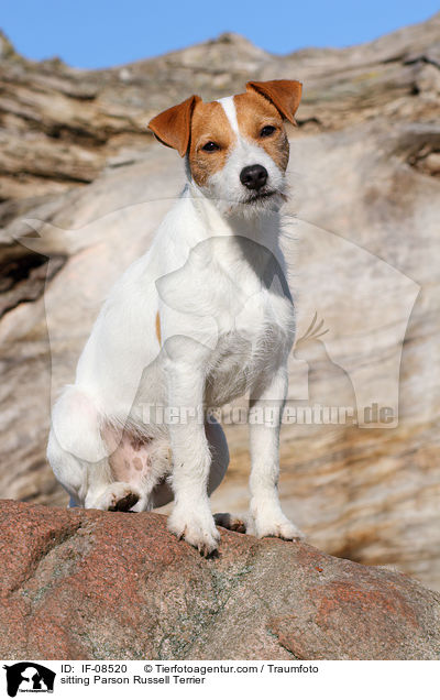 sitzender Parson Russell Terrier / sitting Parson Russell Terrier / IF-08520