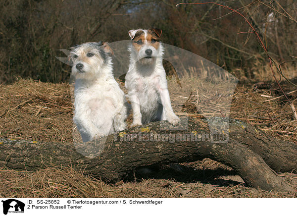 2 Parson Russell Terrier / 2 Parson Russell Terrier / SS-25852