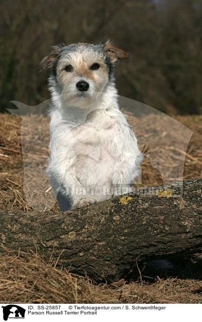 Parson Russell Terrier Portrait / Parson Russell Terrier Portrait / SS-25857