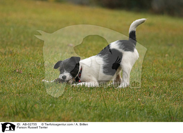 Parson Russell Terrier / Parson Russell Terrier / AB-02755