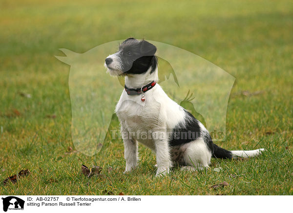 sitzender Parson Russell Terrier / sitting Parson Russell Terrier / AB-02757
