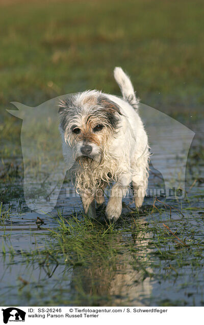 laufender Parson Russell Terrier / walking Parson Russell Terrier / SS-26246