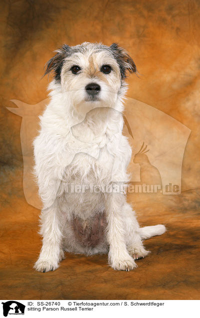 sitzender Parson Russell Terrier / sitting Parson Russell Terrier / SS-26740