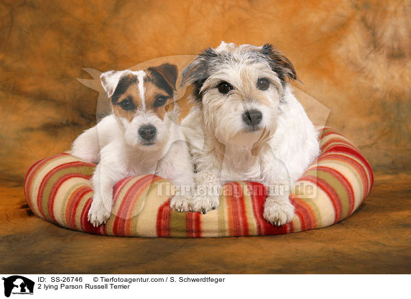 liegende Parson Russell Terrier / lying Parson Russell Terrier / SS-26746
