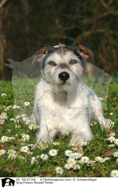 liegender Parson Russell Terrier / lying Parson Russell Terrier / SS-27156