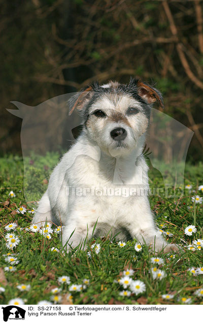 liegender Parson Russell Terrier / lying Parson Russell Terrier / SS-27158