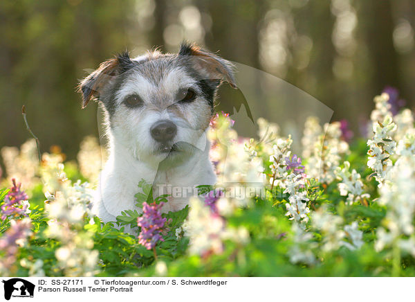 Parson Russell Terrier Portrait / Parson Russell Terrier Portrait / SS-27171