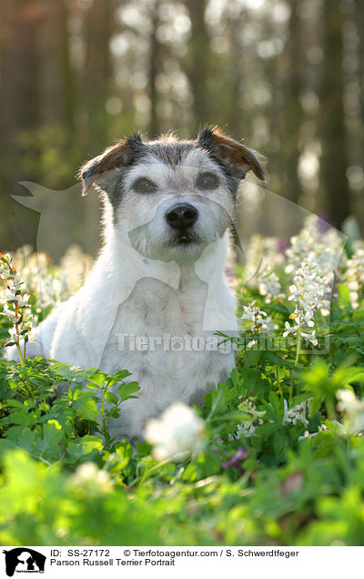 Parson Russell Terrier Portrait / Parson Russell Terrier Portrait / SS-27172