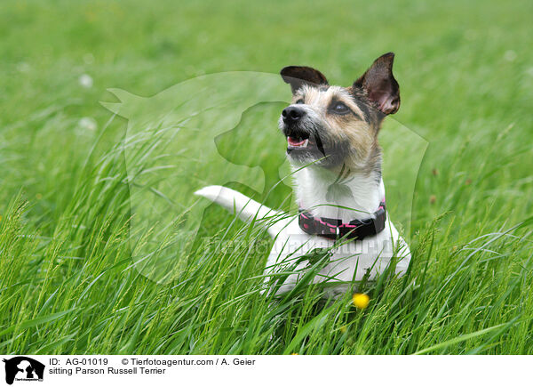 sitzender Parson Russell Terrier / sitting Parson Russell Terrier / AG-01019